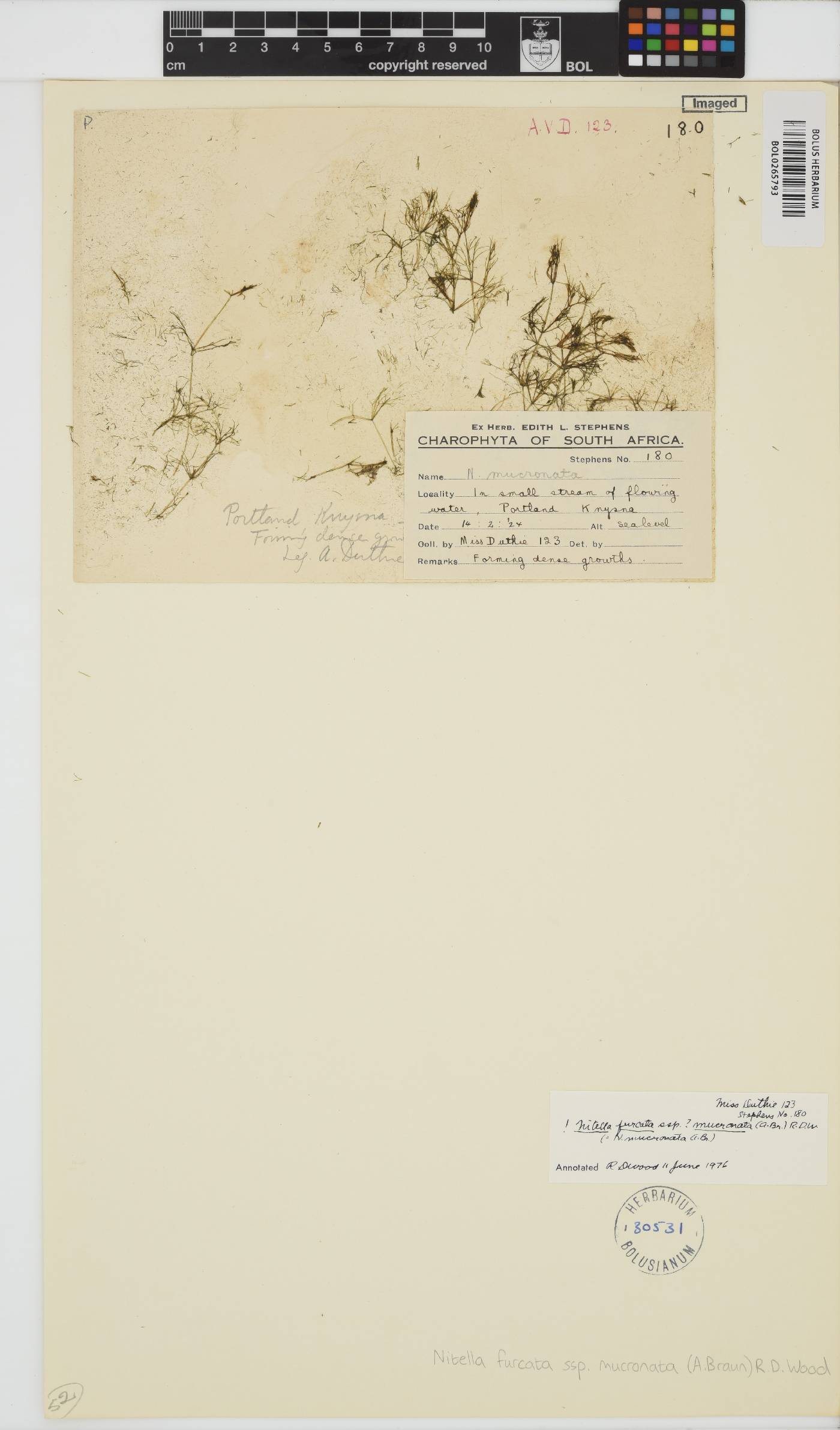 Nitella mucronata image