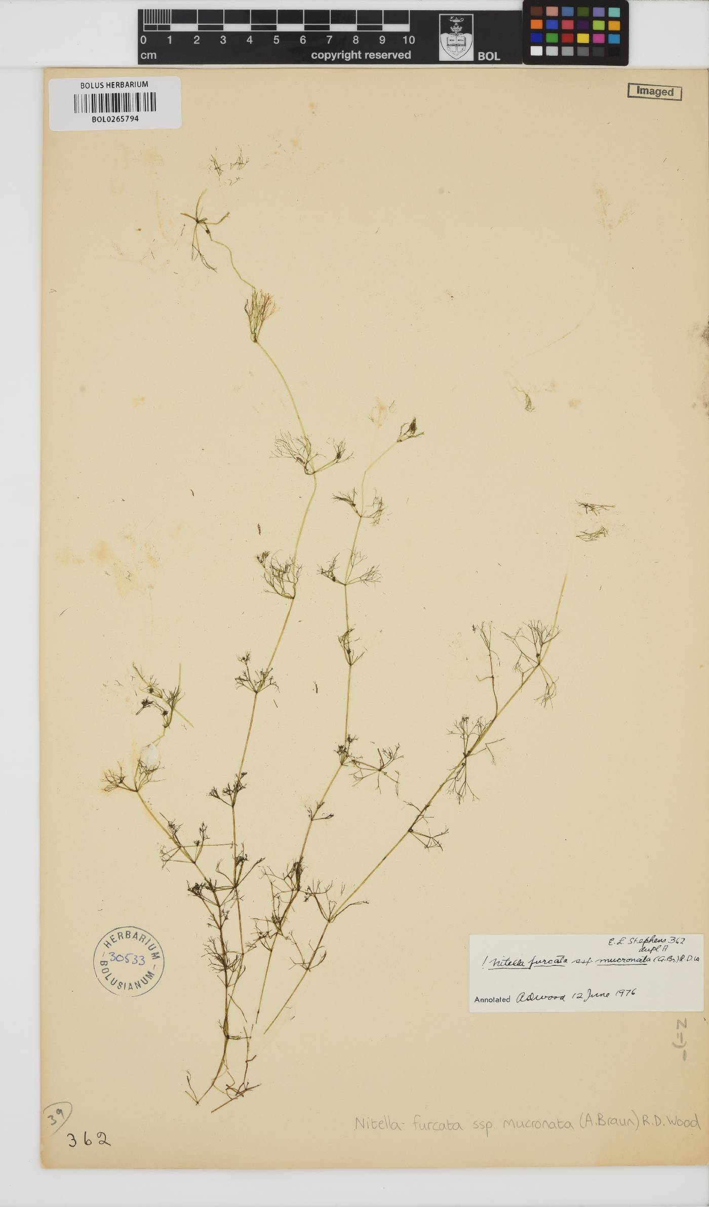 Nitella mucronata image