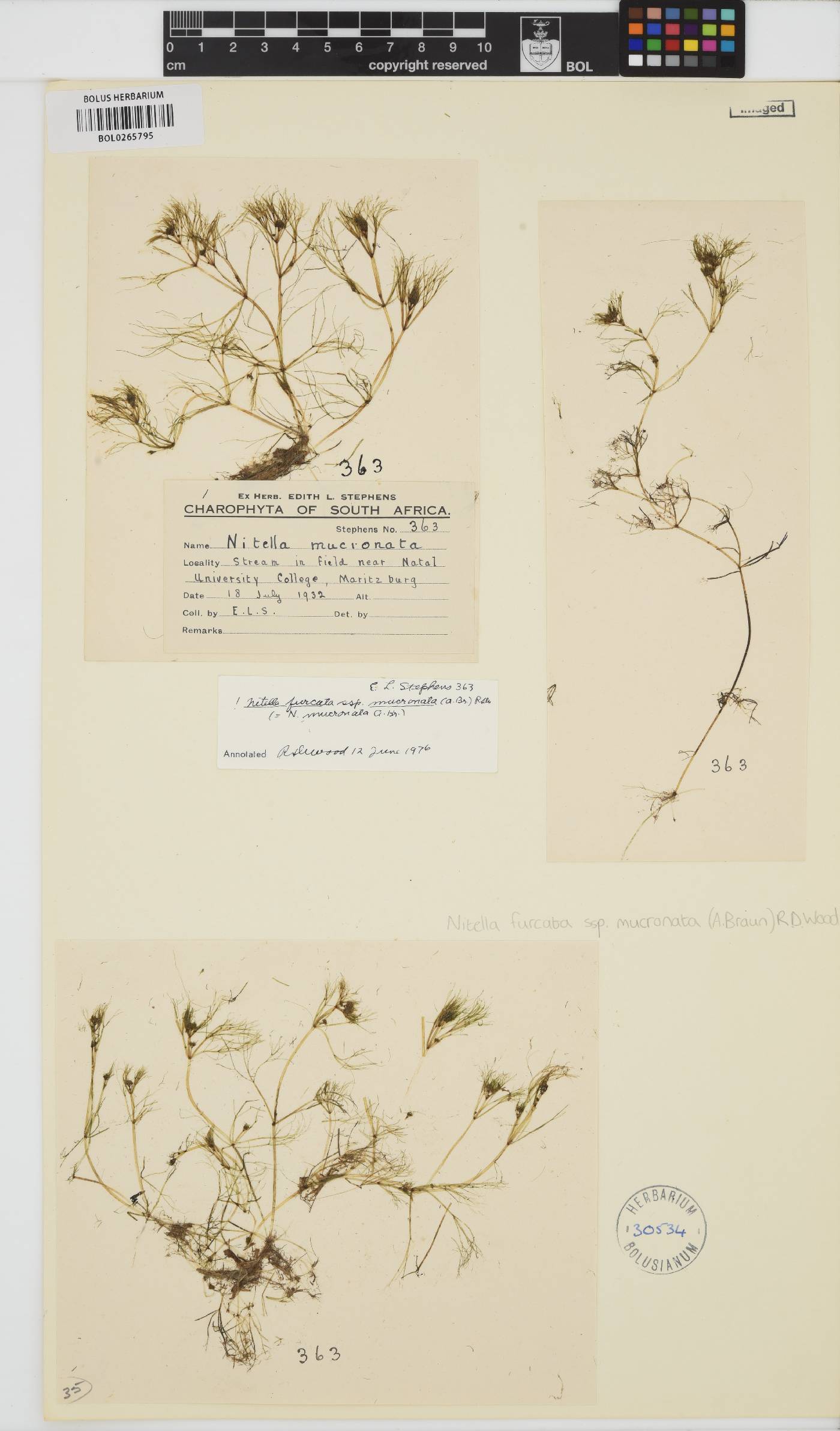 Nitella mucronata image