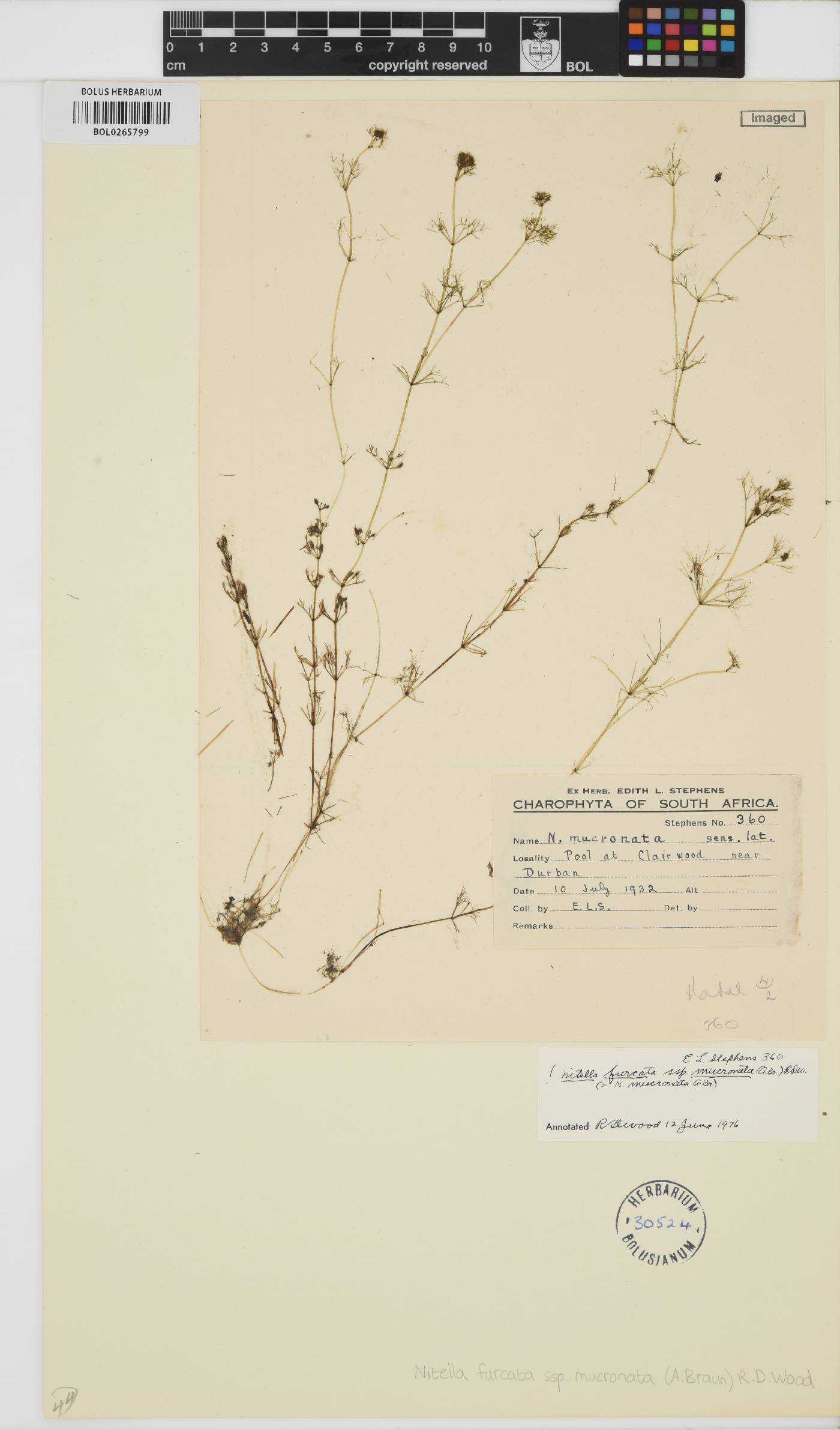 Nitella mucronata image