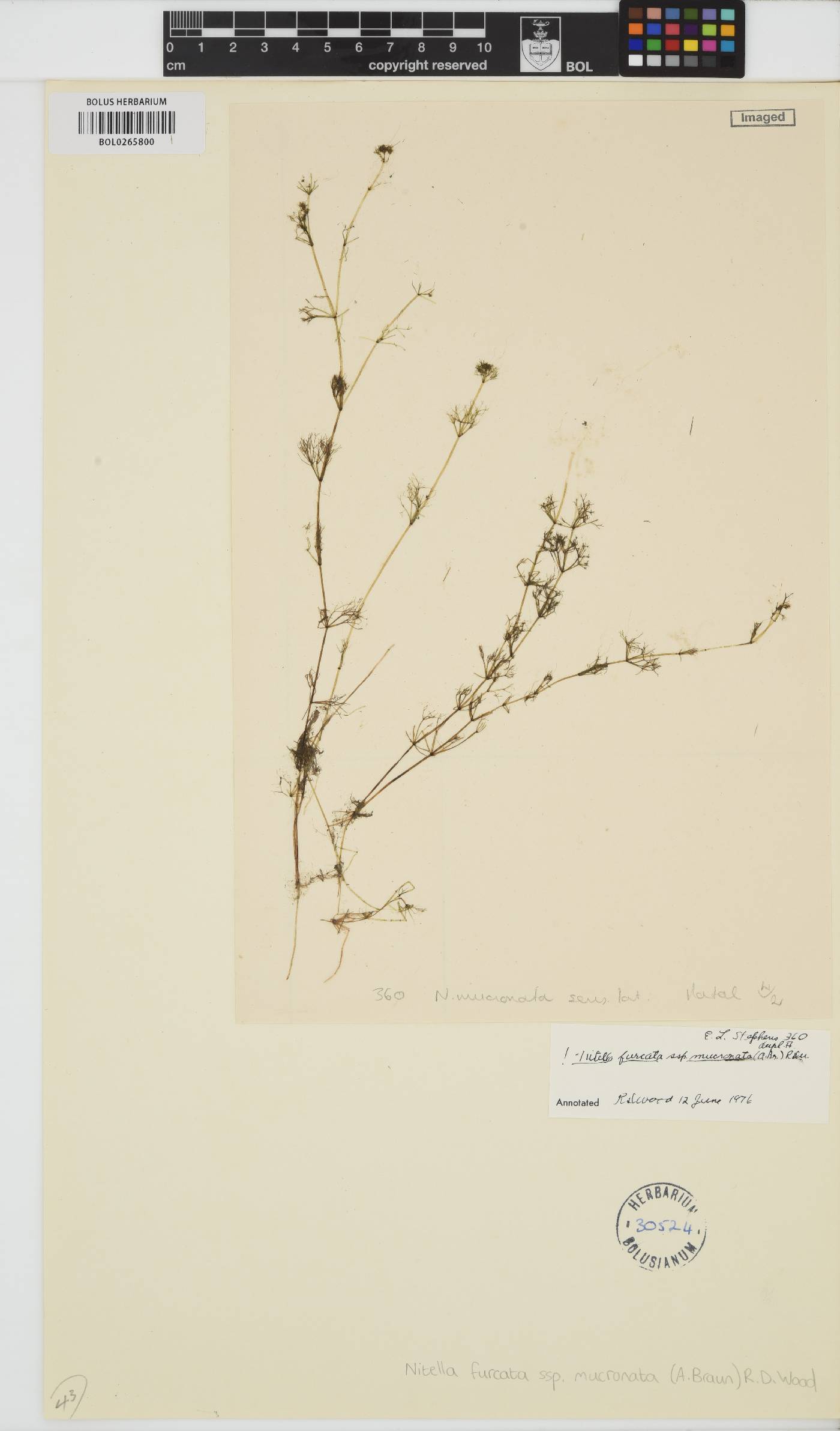 Nitella mucronata image