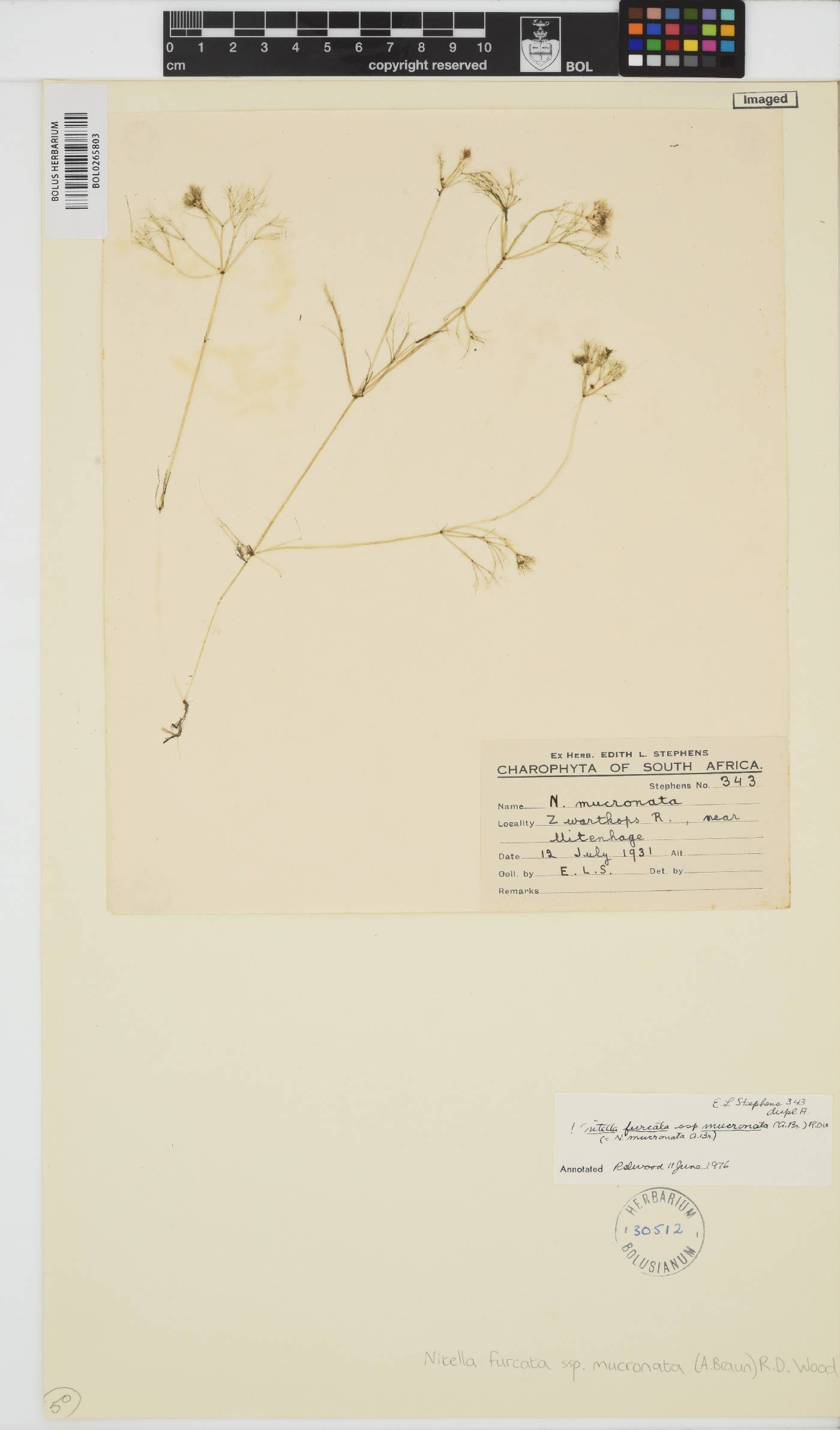Nitella mucronata image