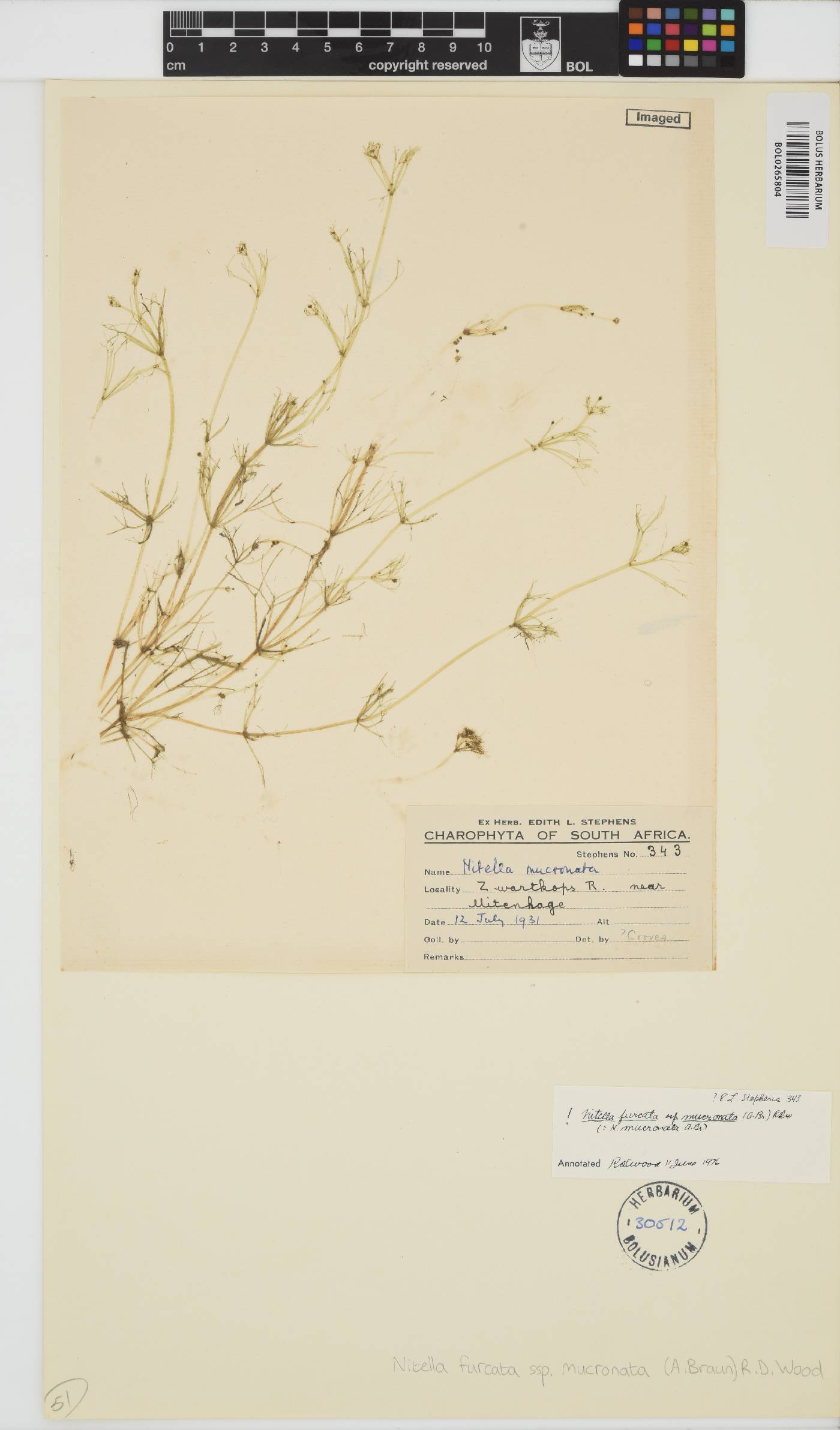 Nitella mucronata image