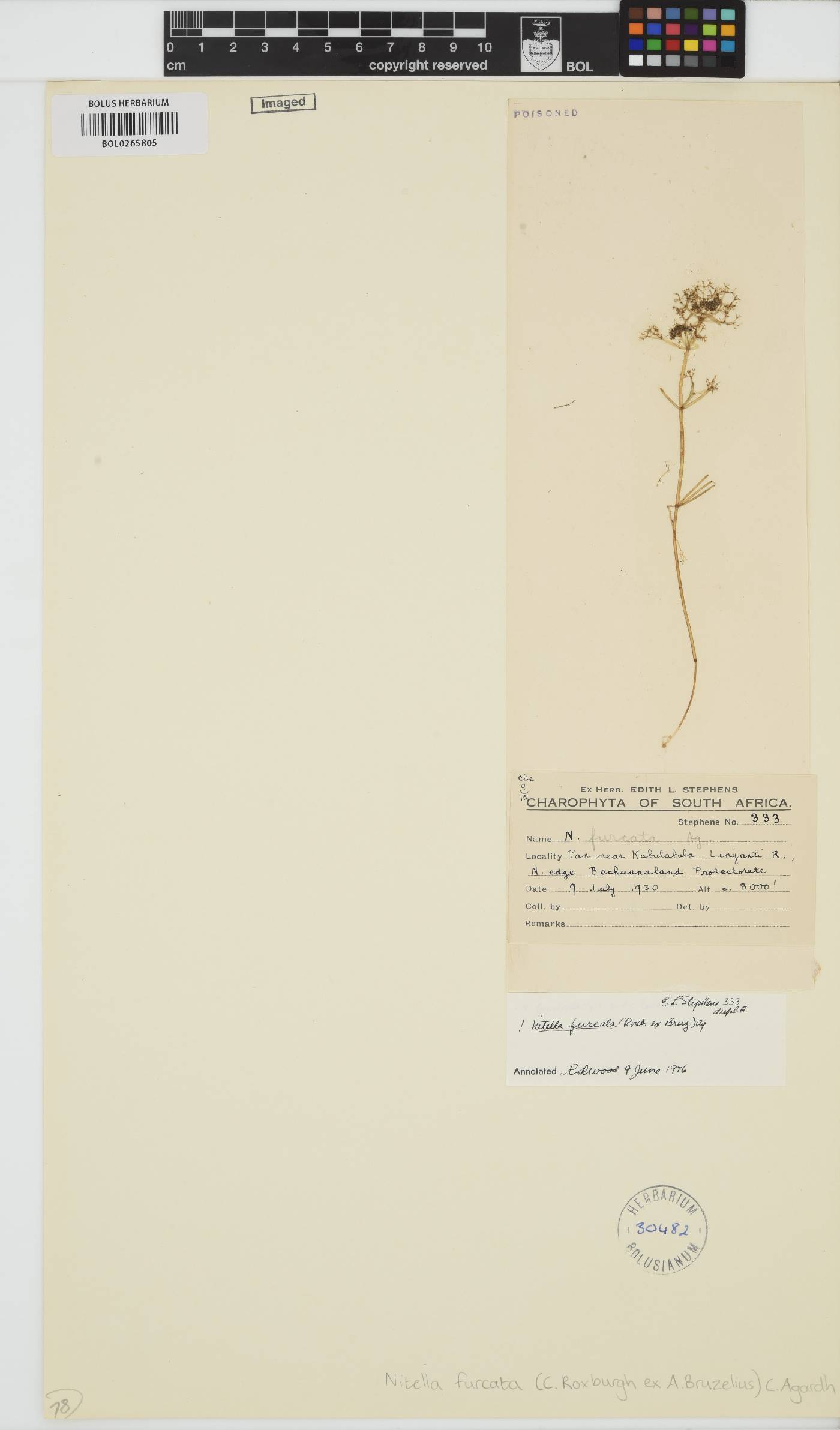 Nitella furcata image