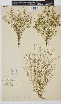 Image of Nitella opaca