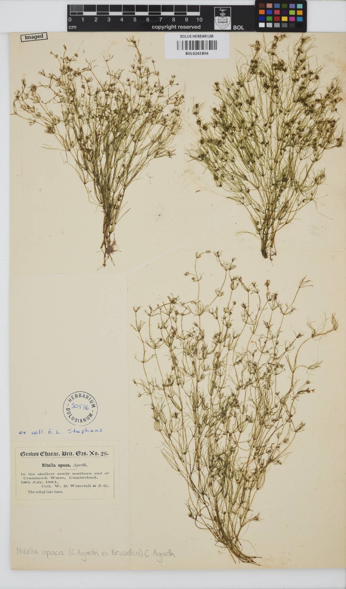 Nitella opaca image