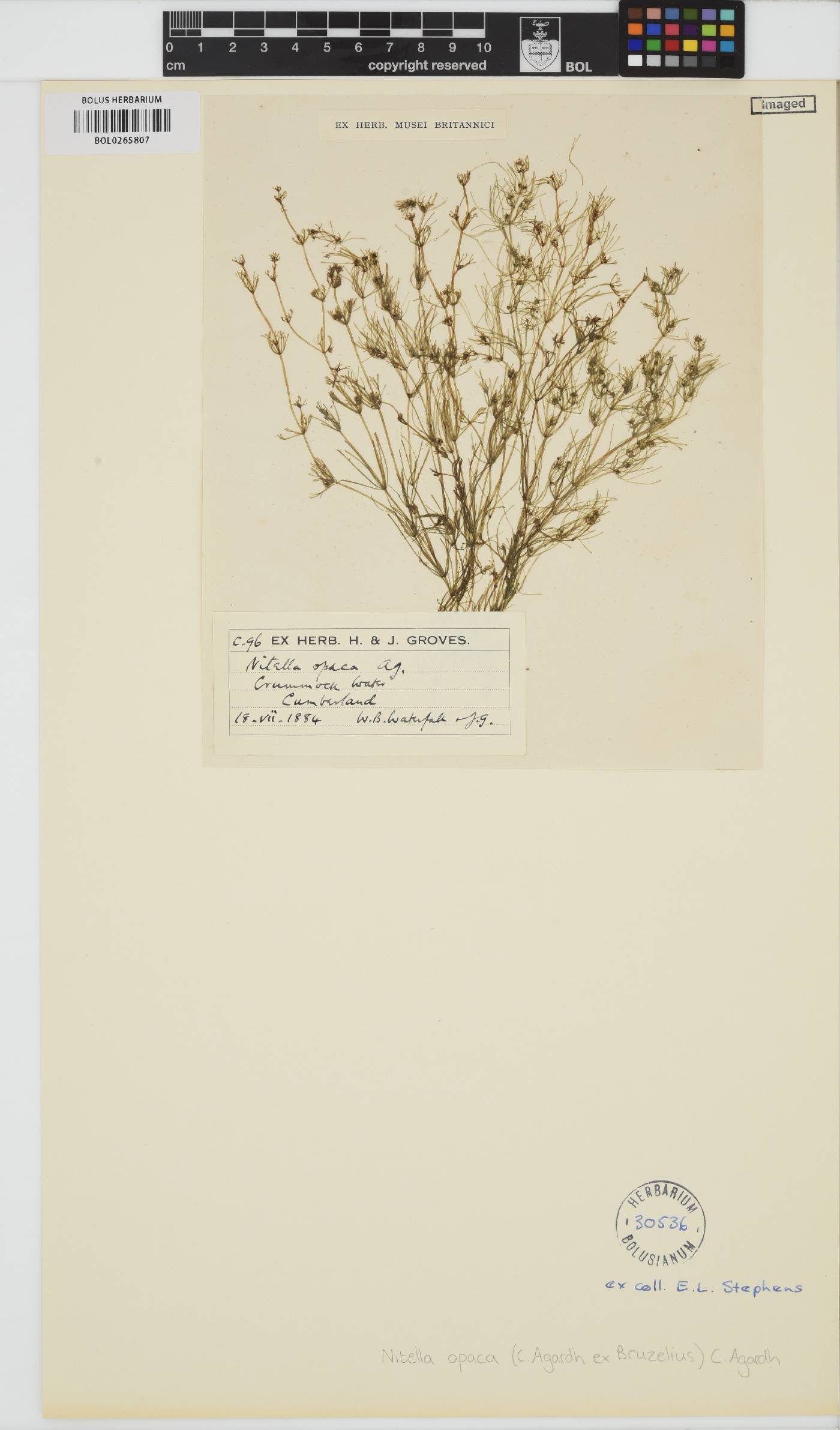 Nitella opaca image