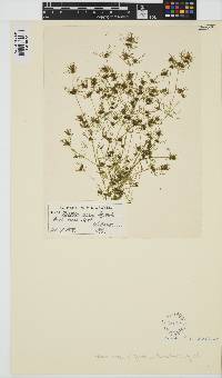 Nitella opaca image