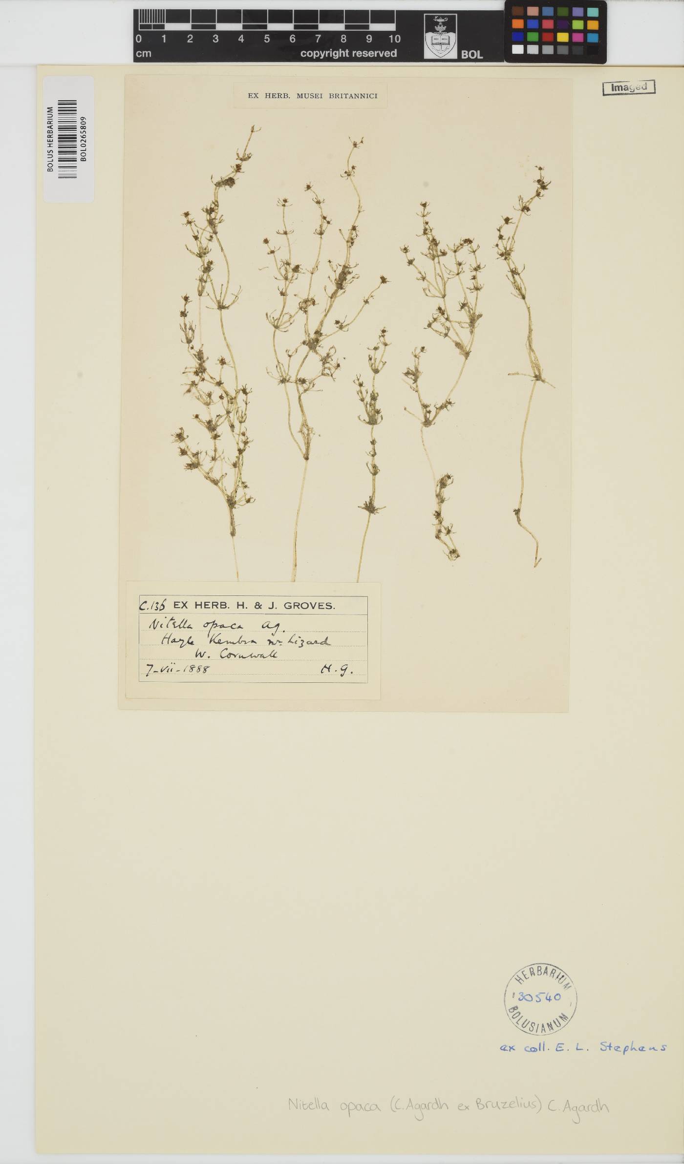 Nitella opaca image