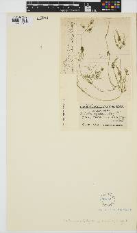 Nitella opaca image