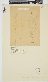 Nitella opaca image