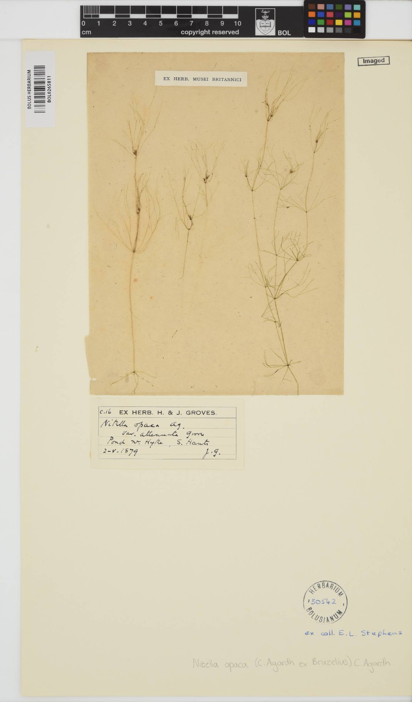 Nitella image