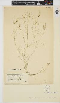 Nitella opaca image