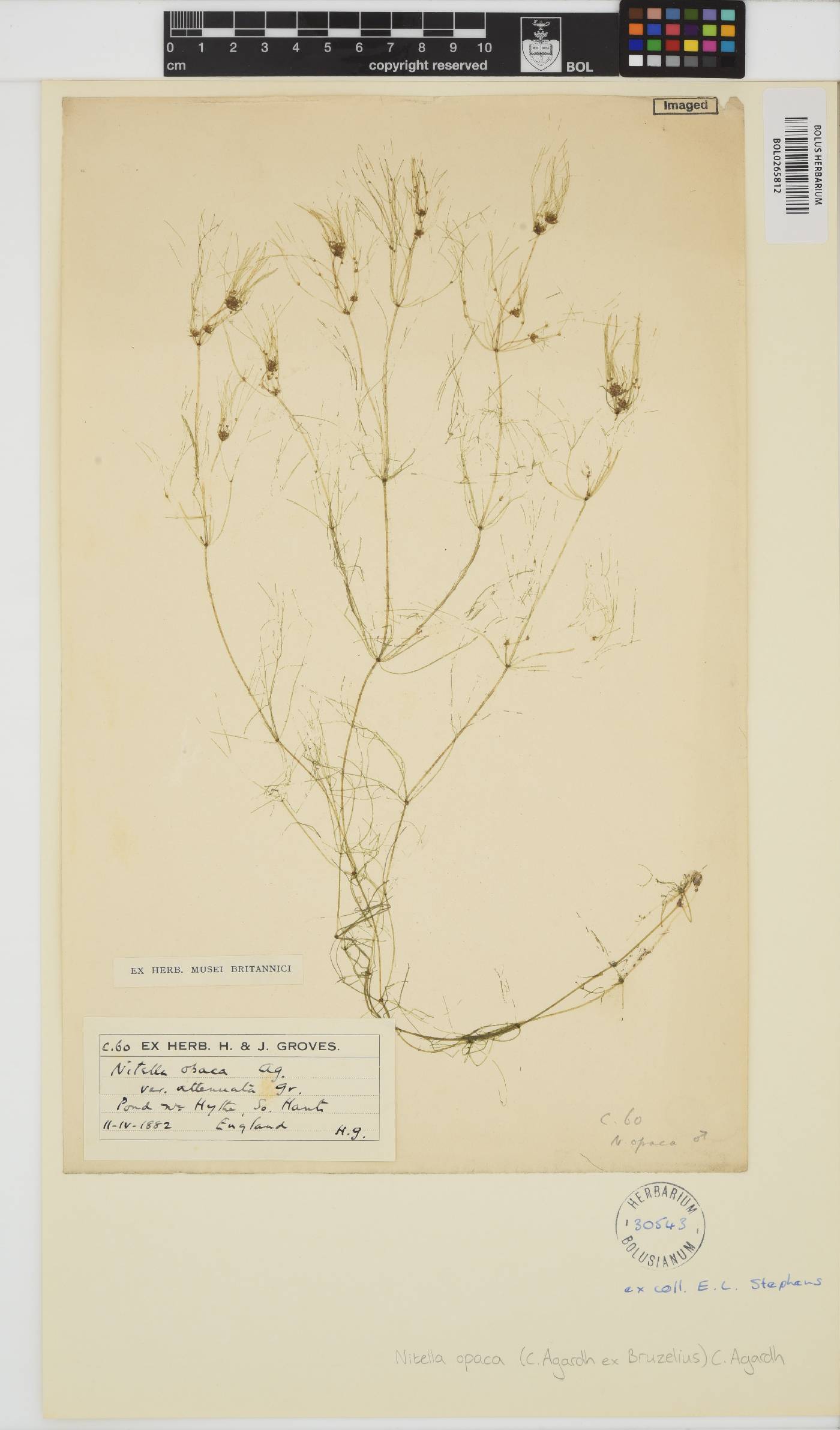 Nitella opaca image