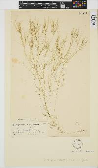 Nitella opaca image