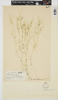 Nitella opaca image