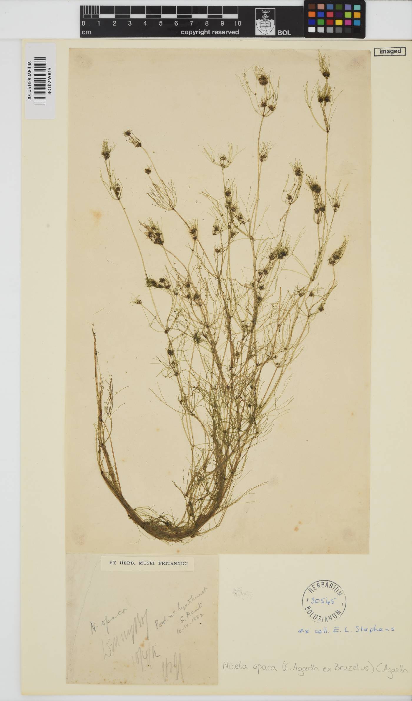 Nitella opaca image