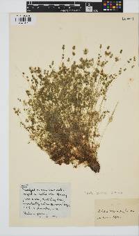 Image of Nitella plumosa