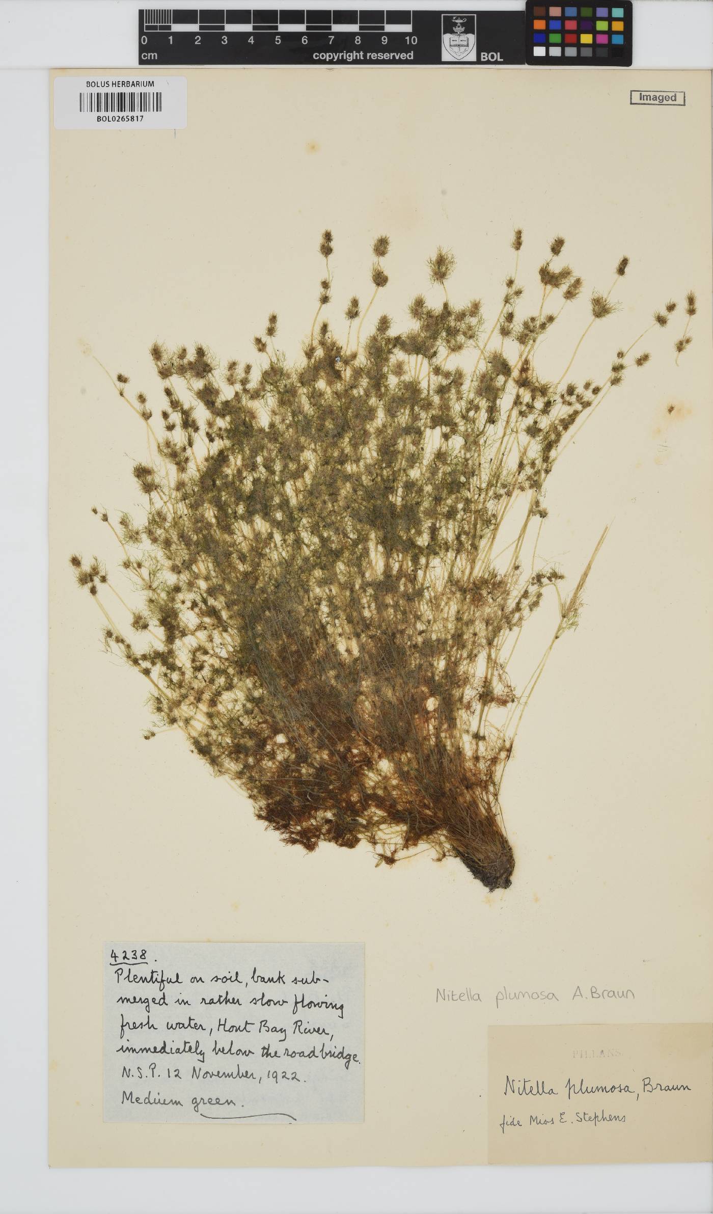 Nitella plumosa image
