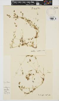 Nitella plumosa image