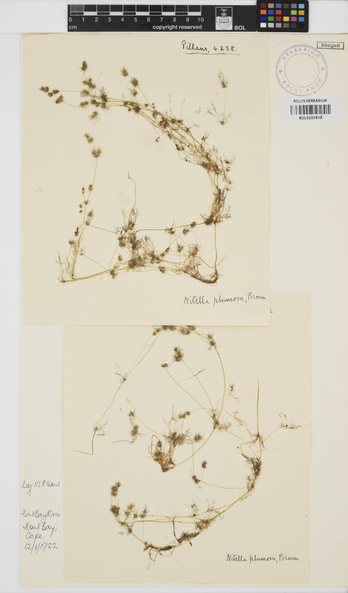 Nitella plumosa image