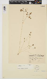 Nitella plumosa image
