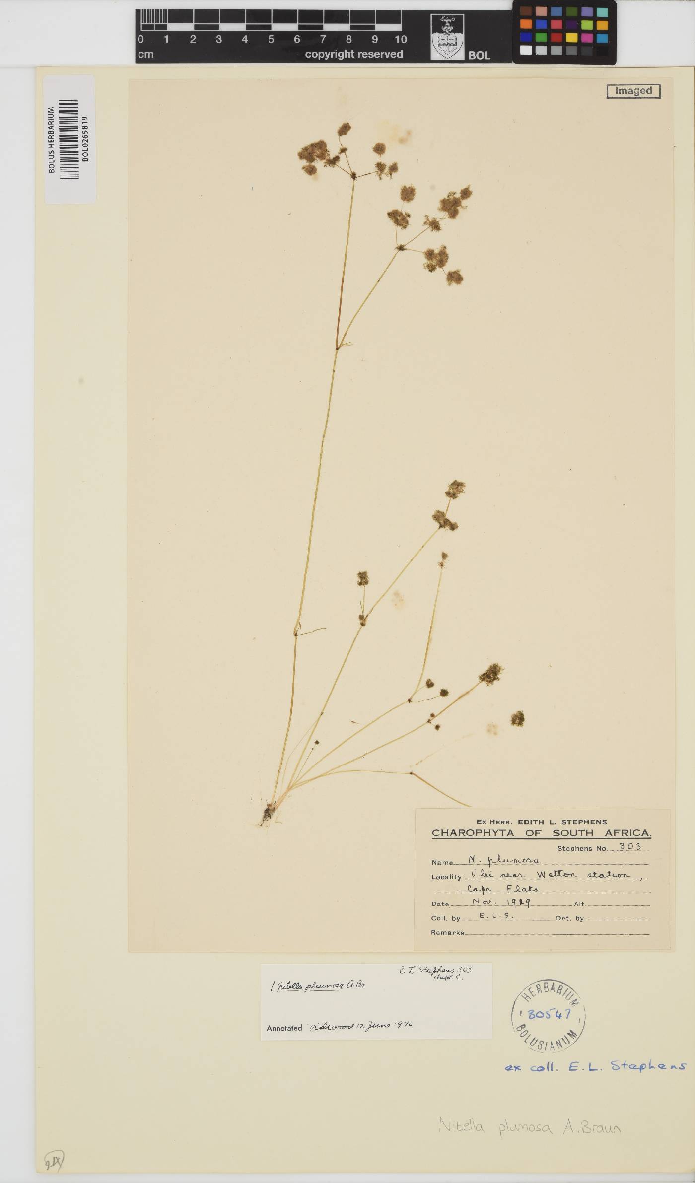 Nitella plumosa image