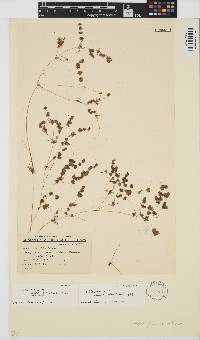 Nitella plumosa image