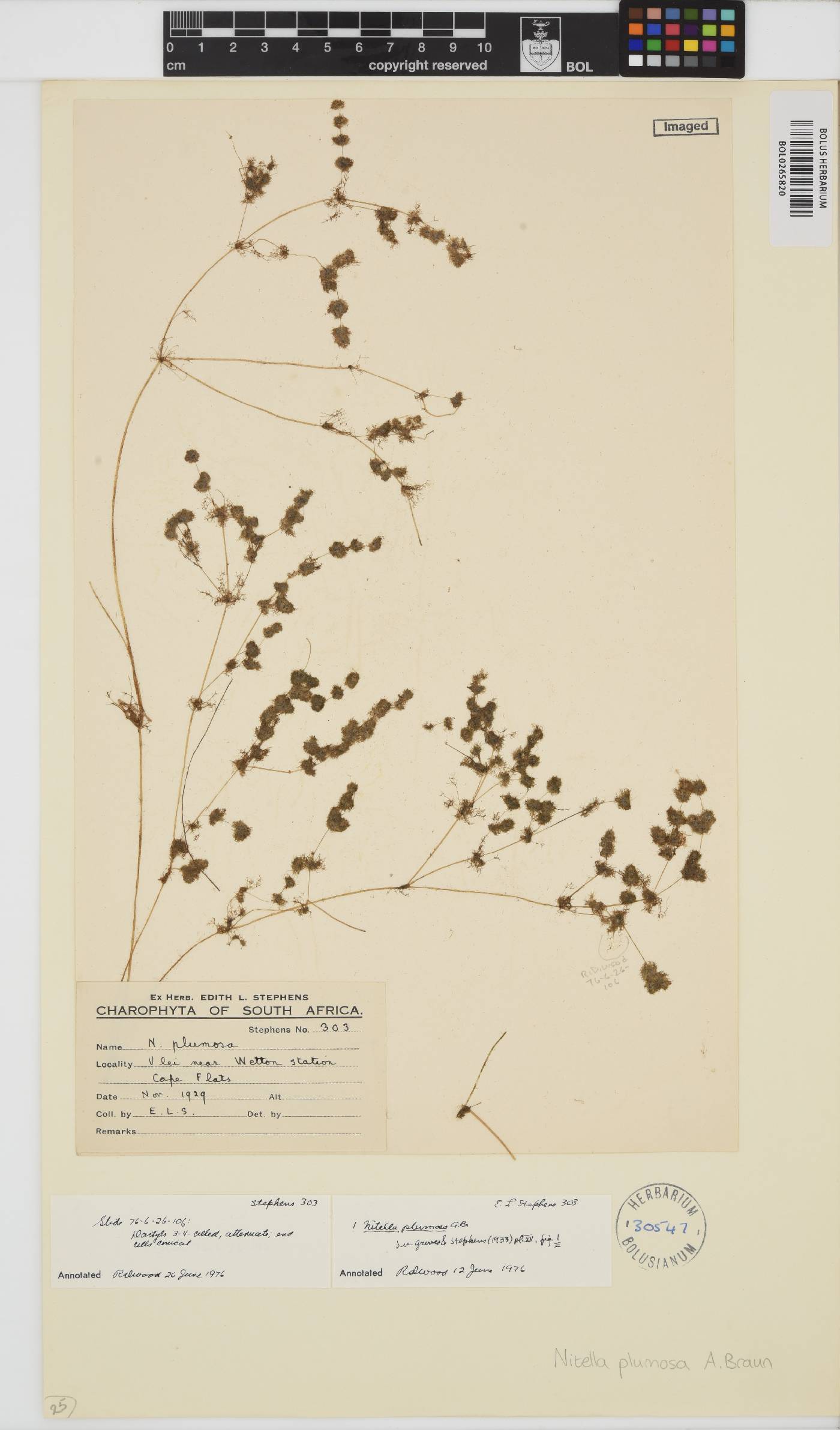 Nitella plumosa image