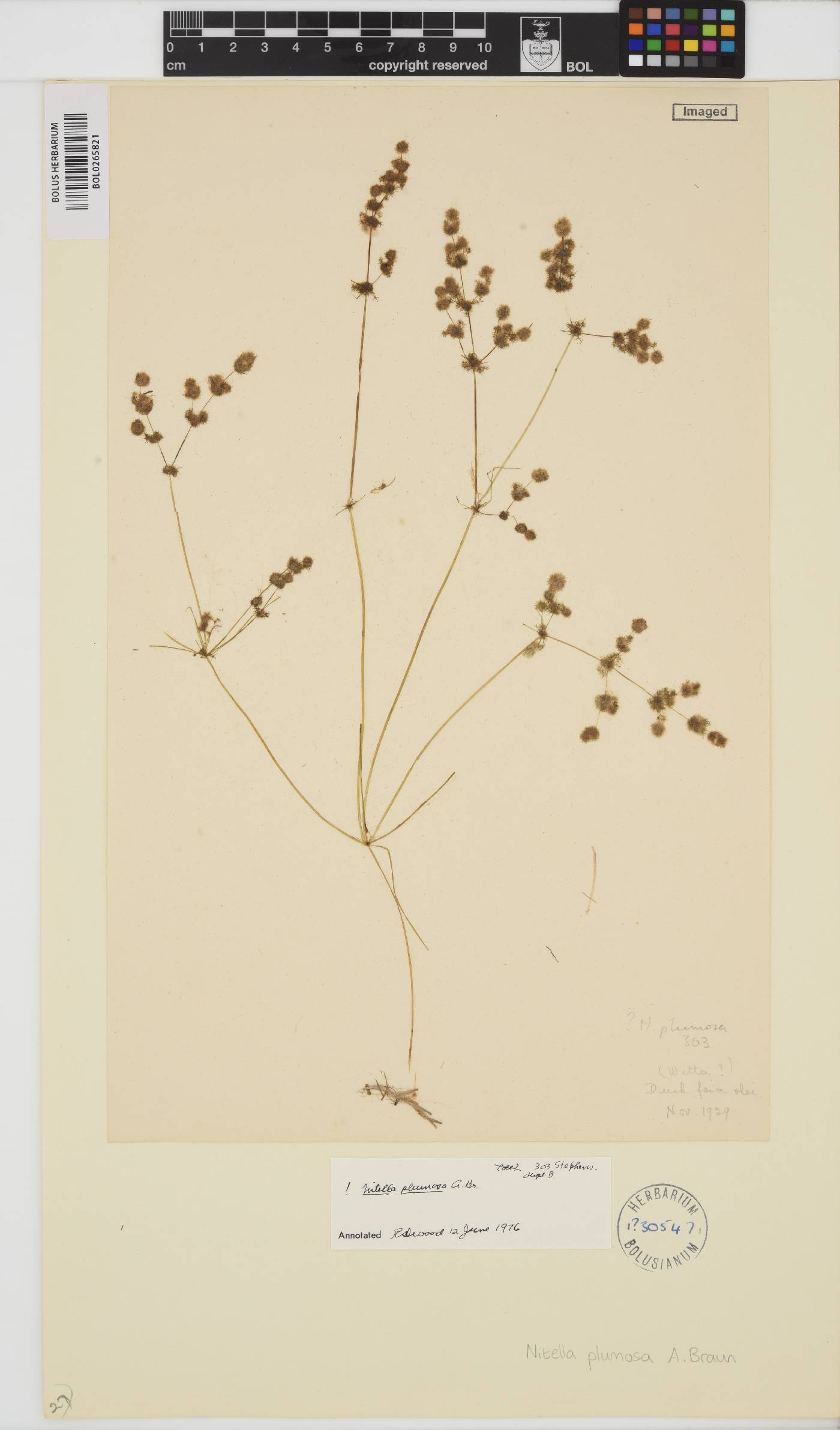 Nitella plumosa image