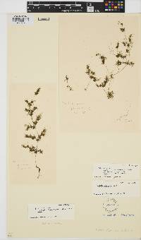 Nitella plumosa image