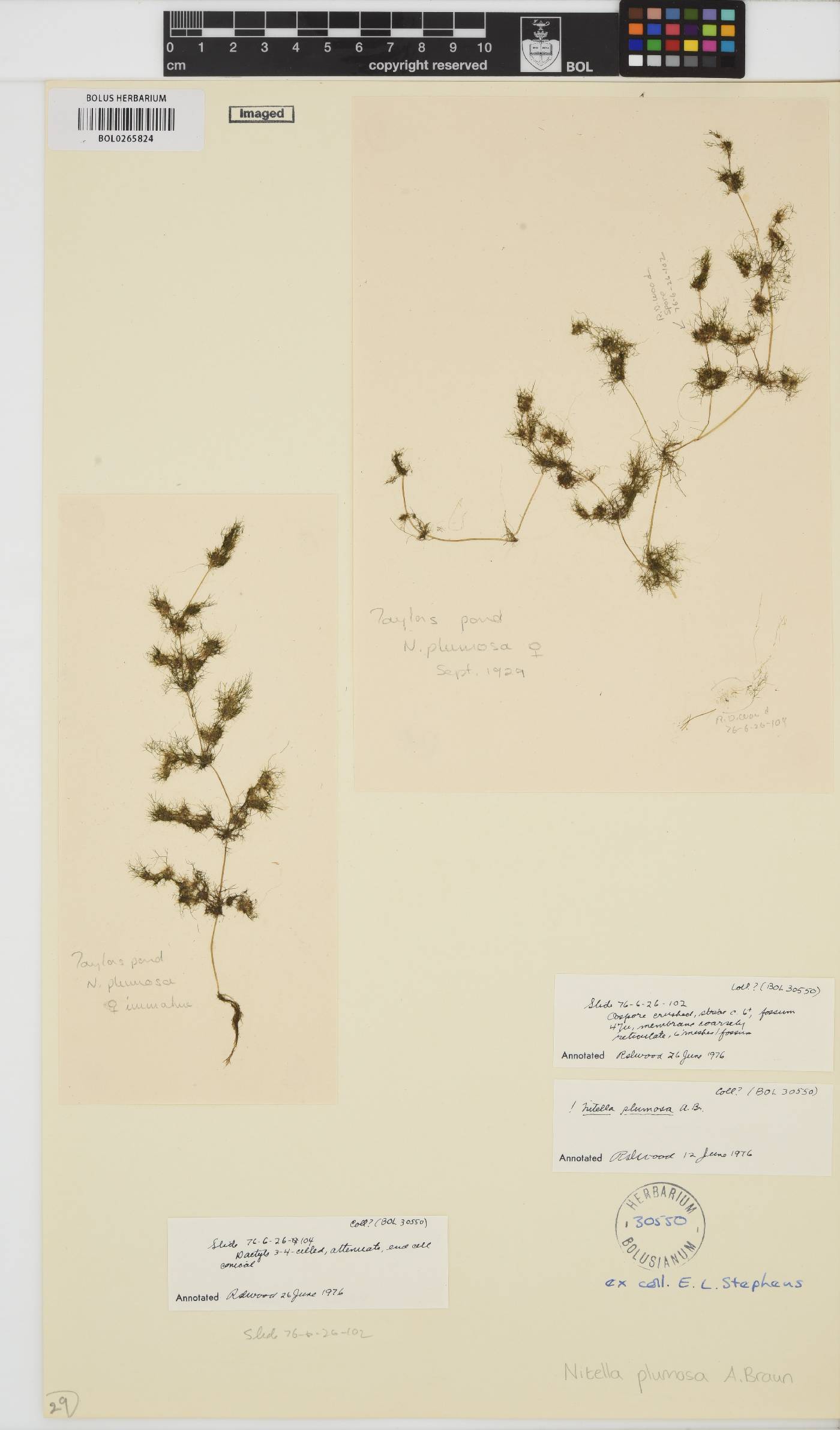 Nitella plumosa image