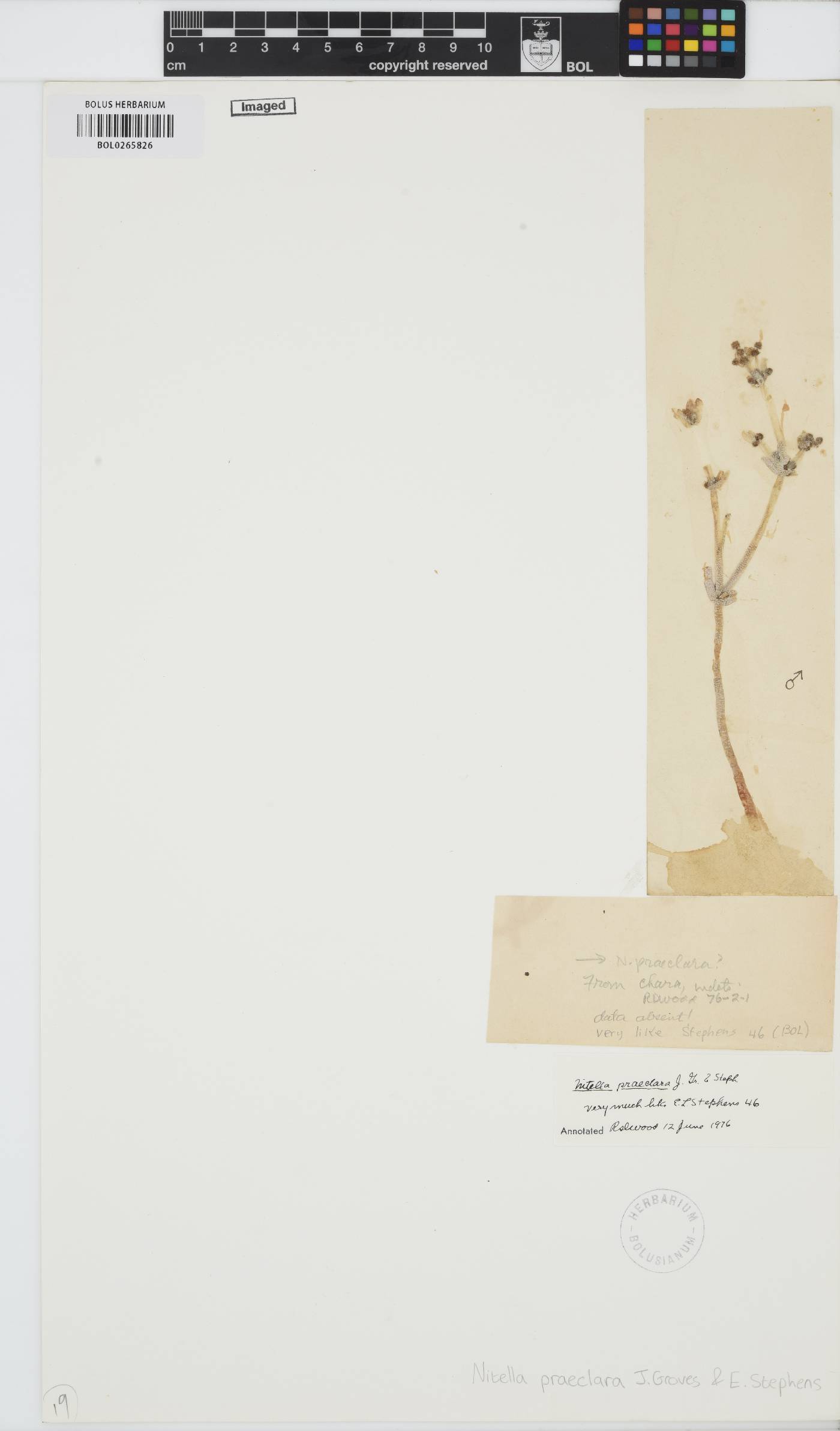 Nitella praeclara image