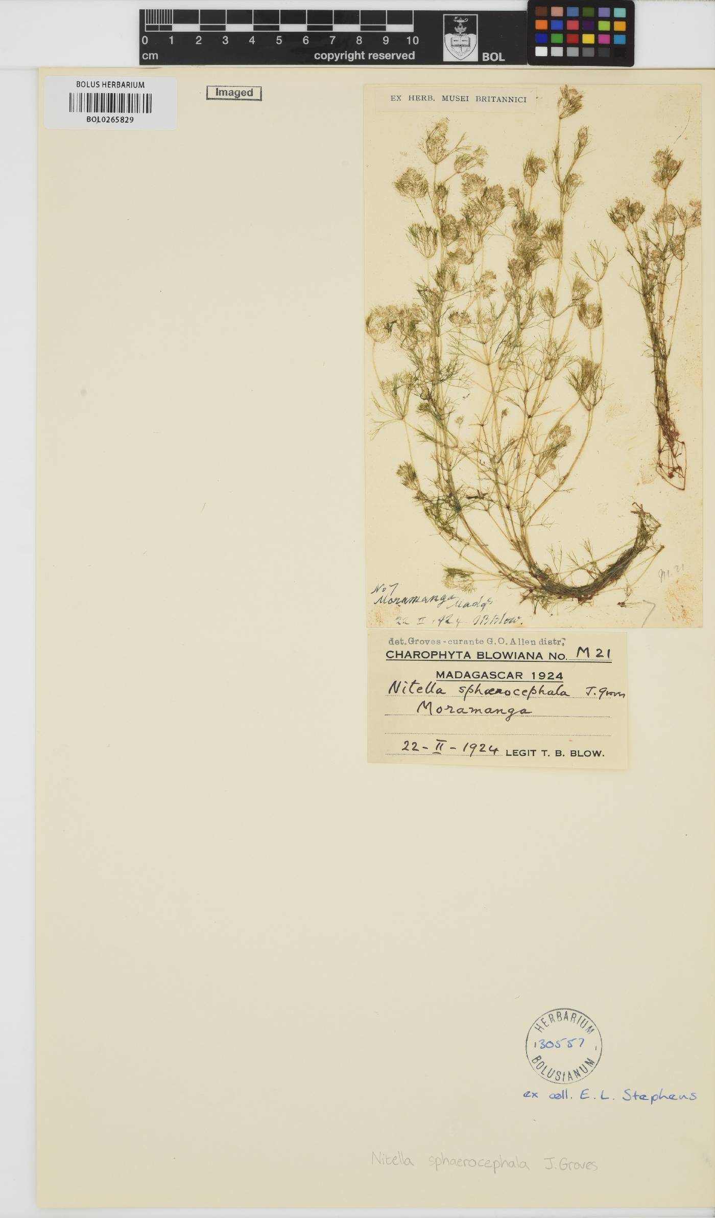 Nitella sphaerocephala image