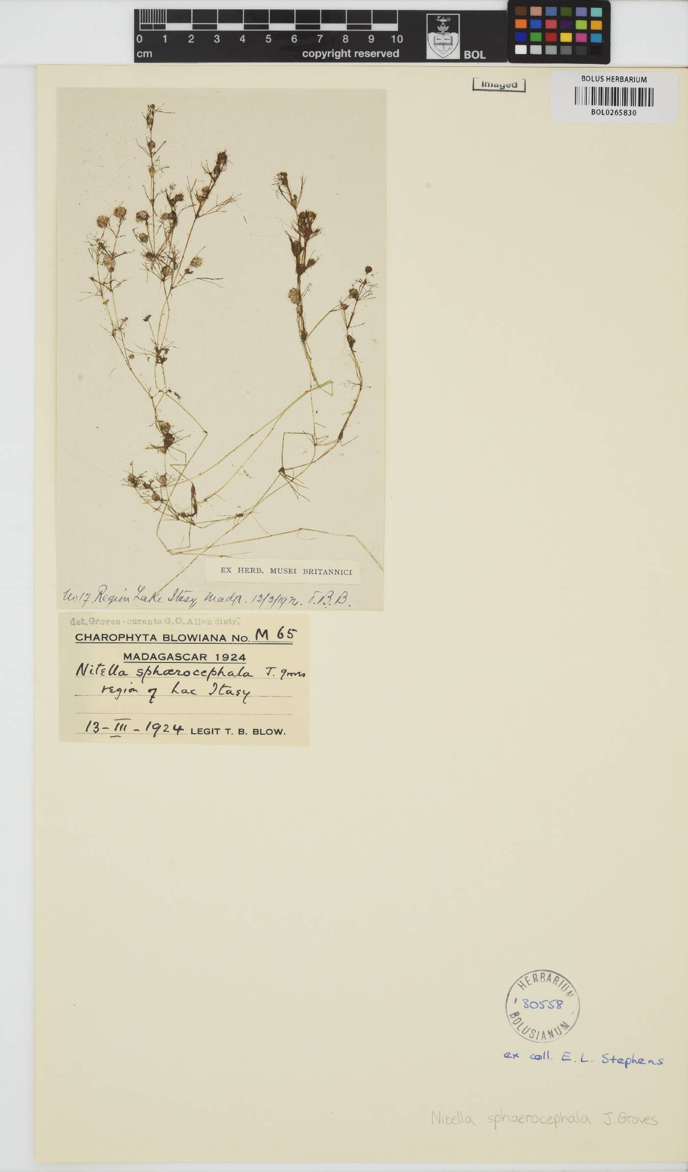 Nitella sphaerocephala image