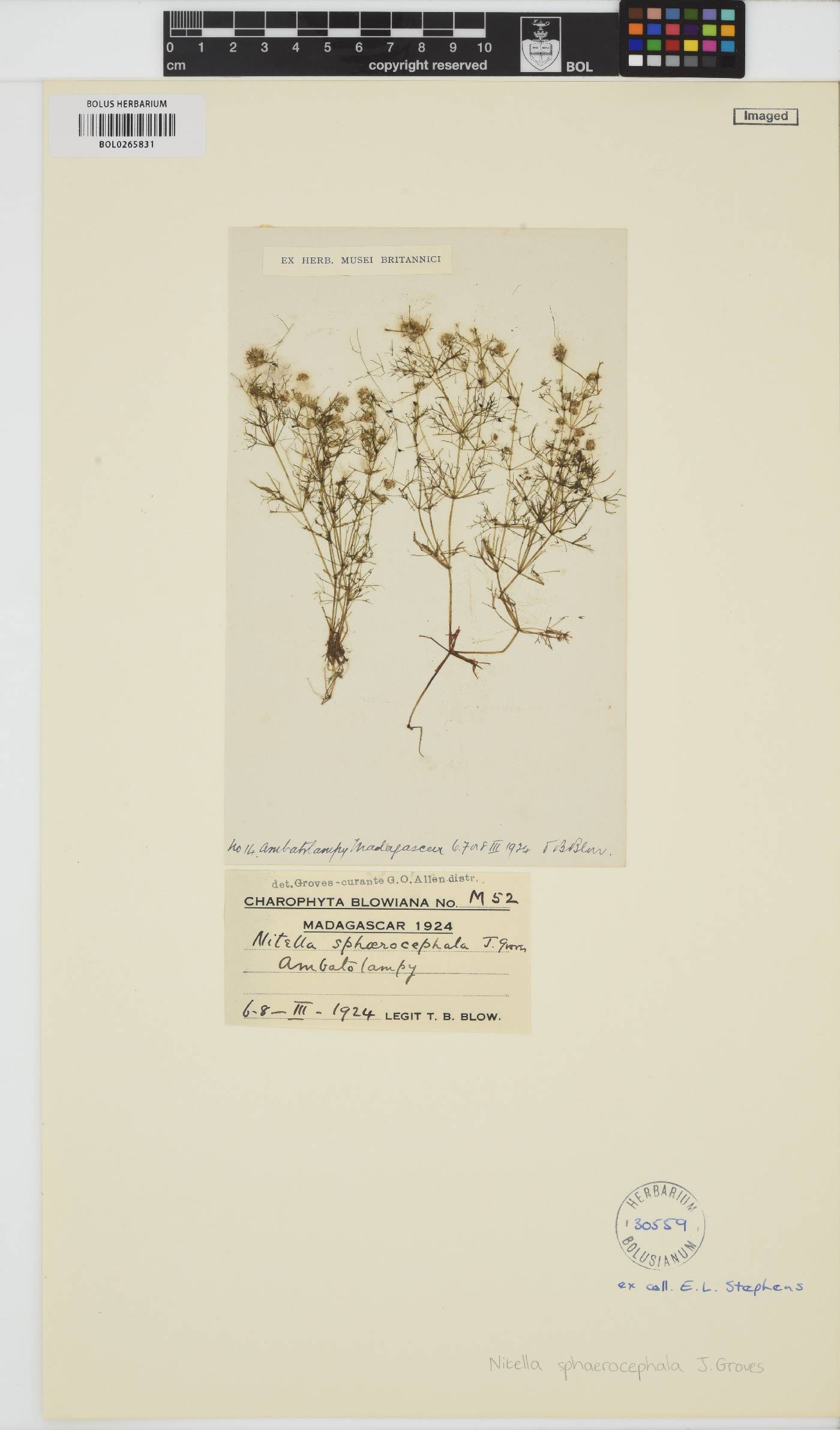 Nitella sphaerocephala image