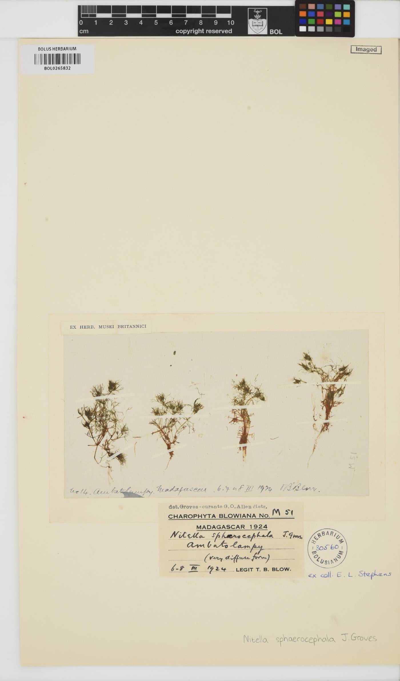 Nitella sphaerocephala image