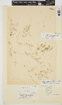 Nitella struthioptila image