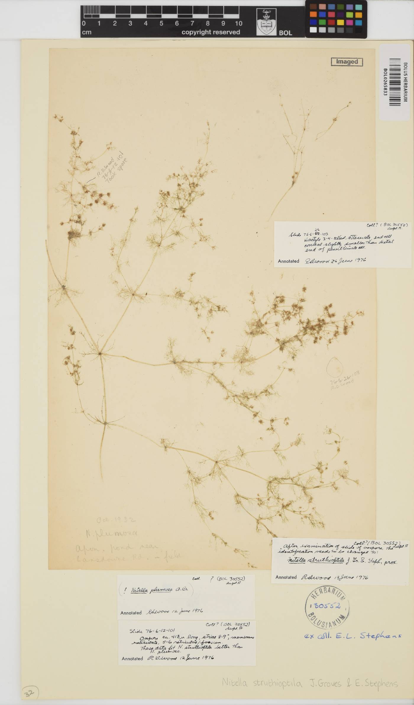 Nitella struthioptila image