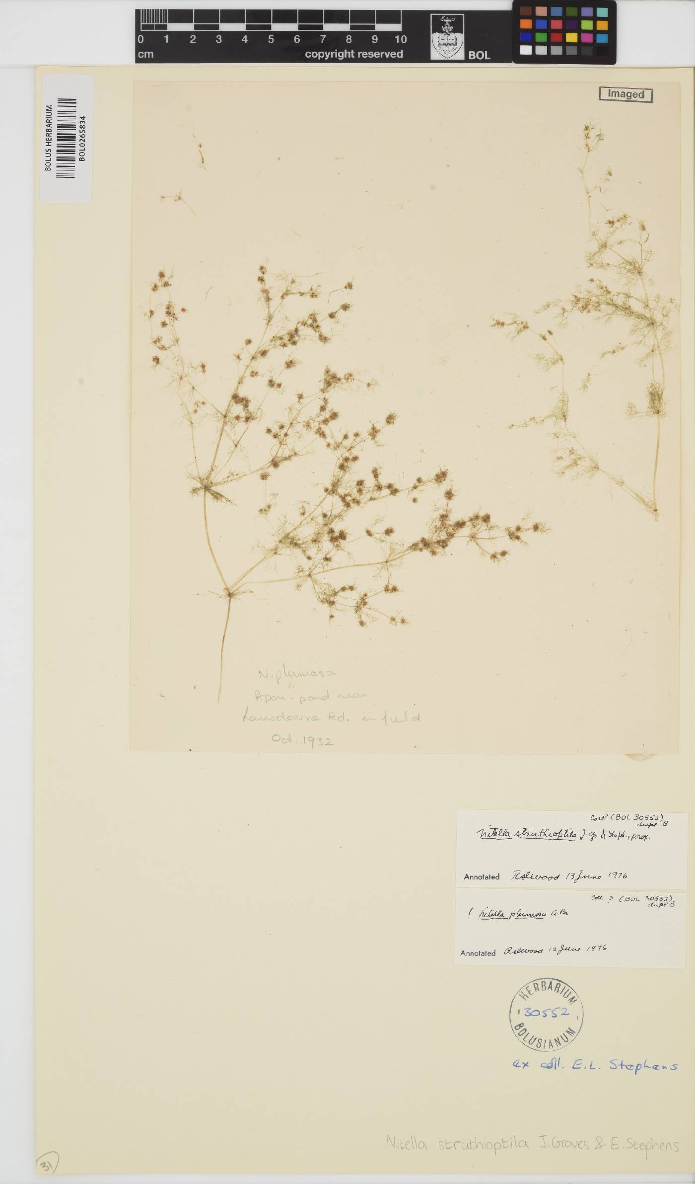 Nitella struthioptila image