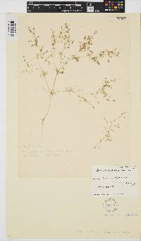 Nitella struthioptila image
