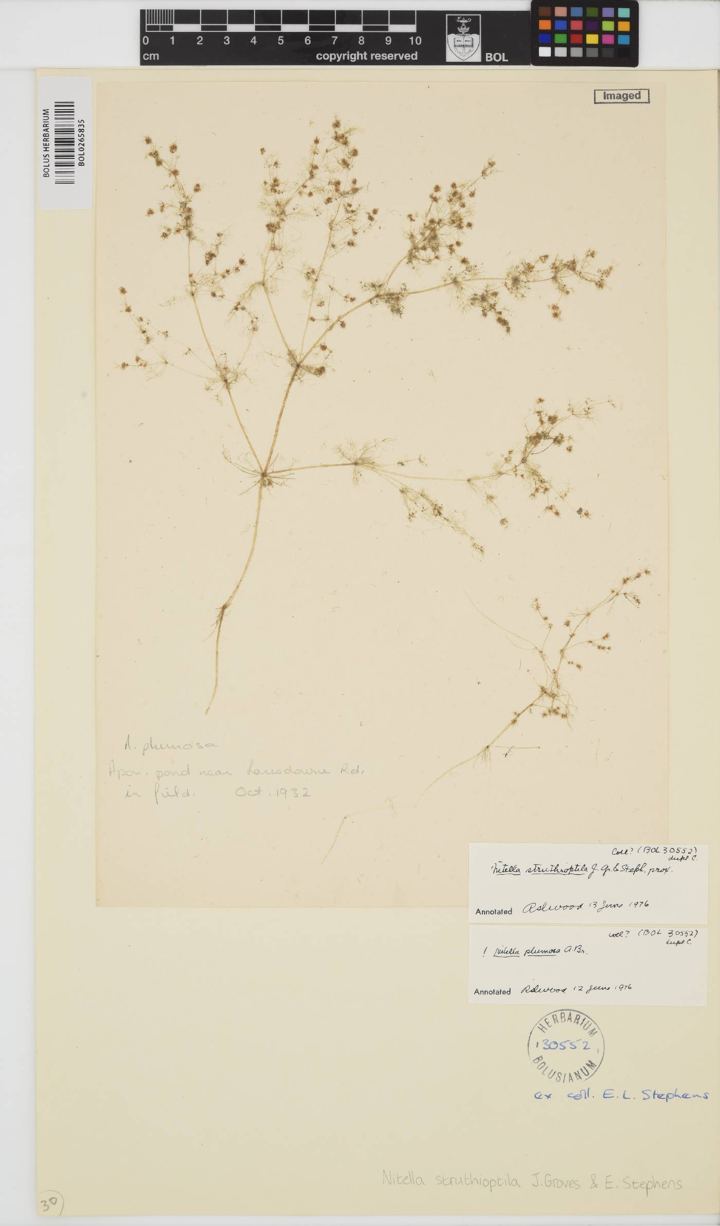 Nitella struthioptila image