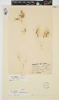 Nitella struthioptila image