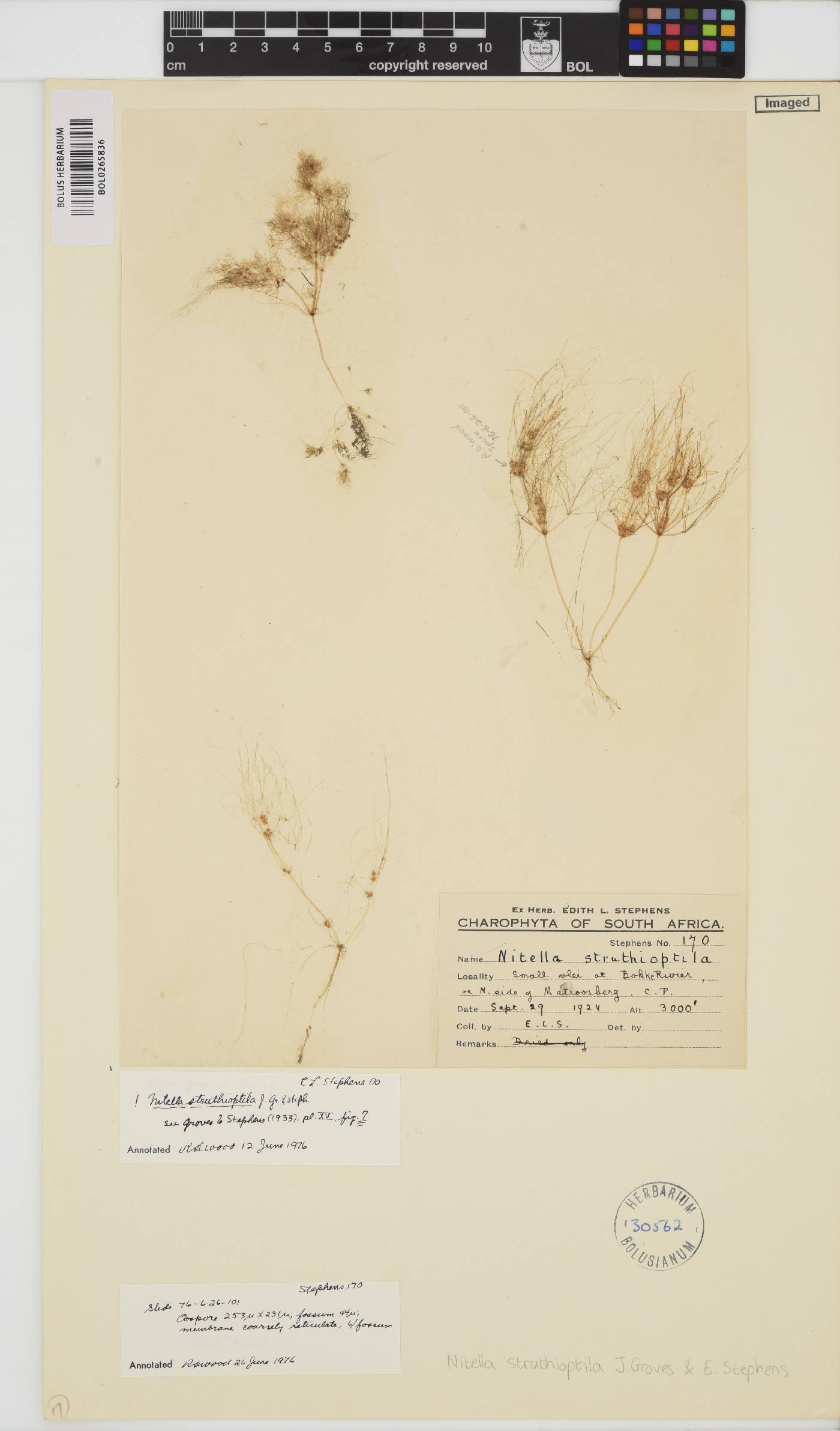 Nitella struthioptila image