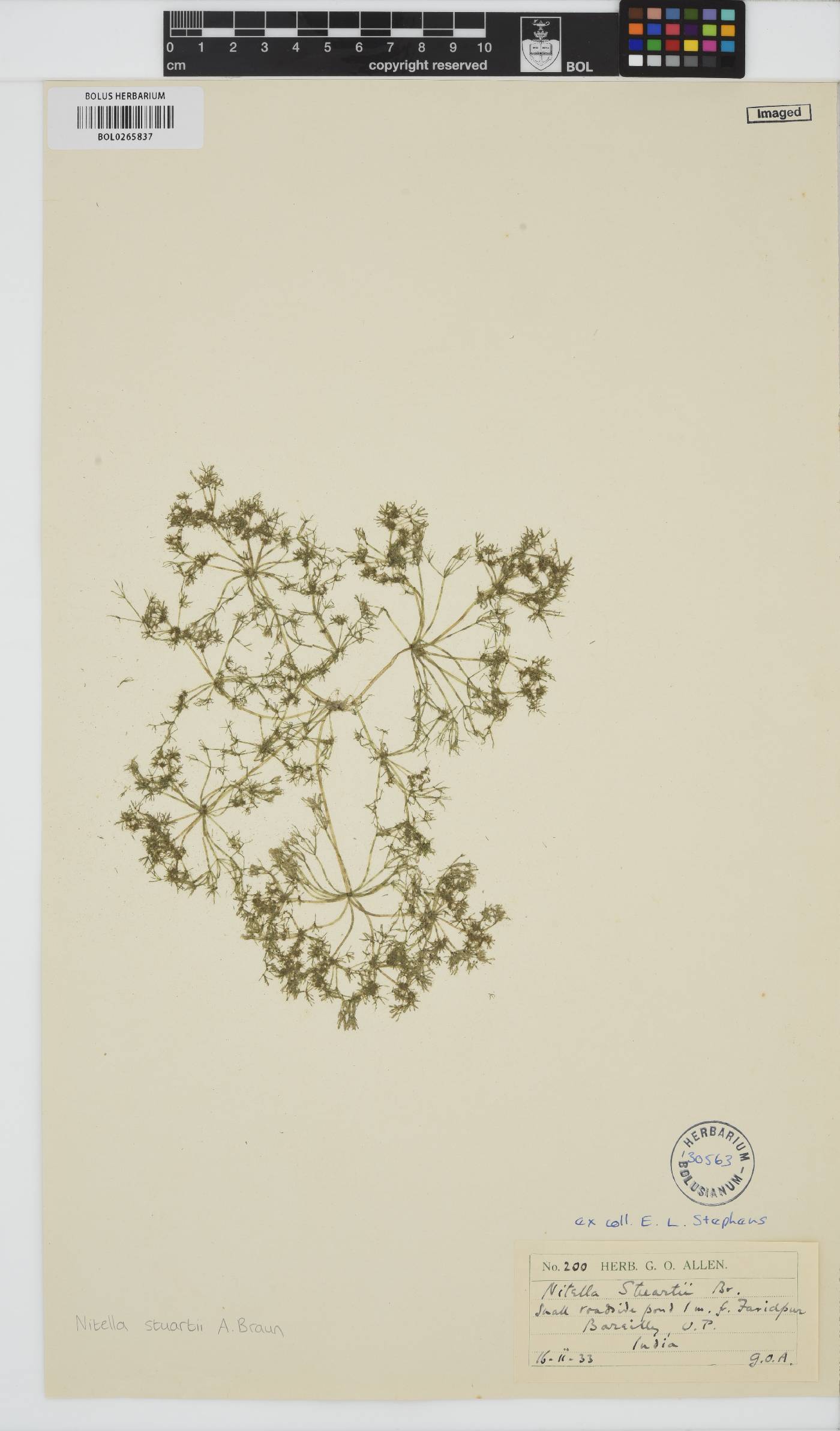 Nitella stuartii image