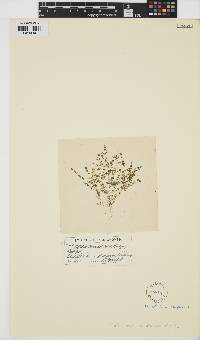 Nitella tenuissima image