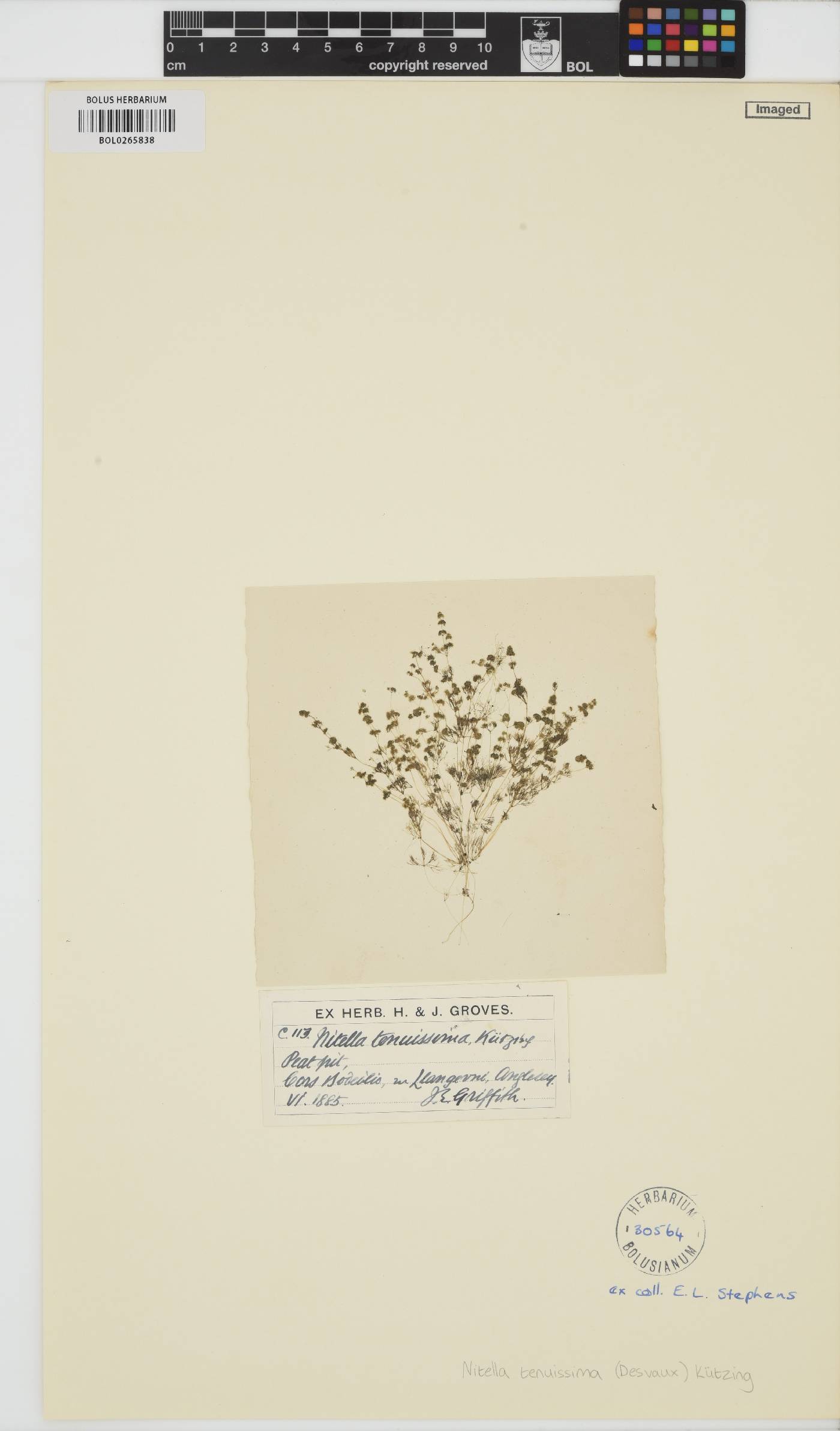 Nitella tenuissima image