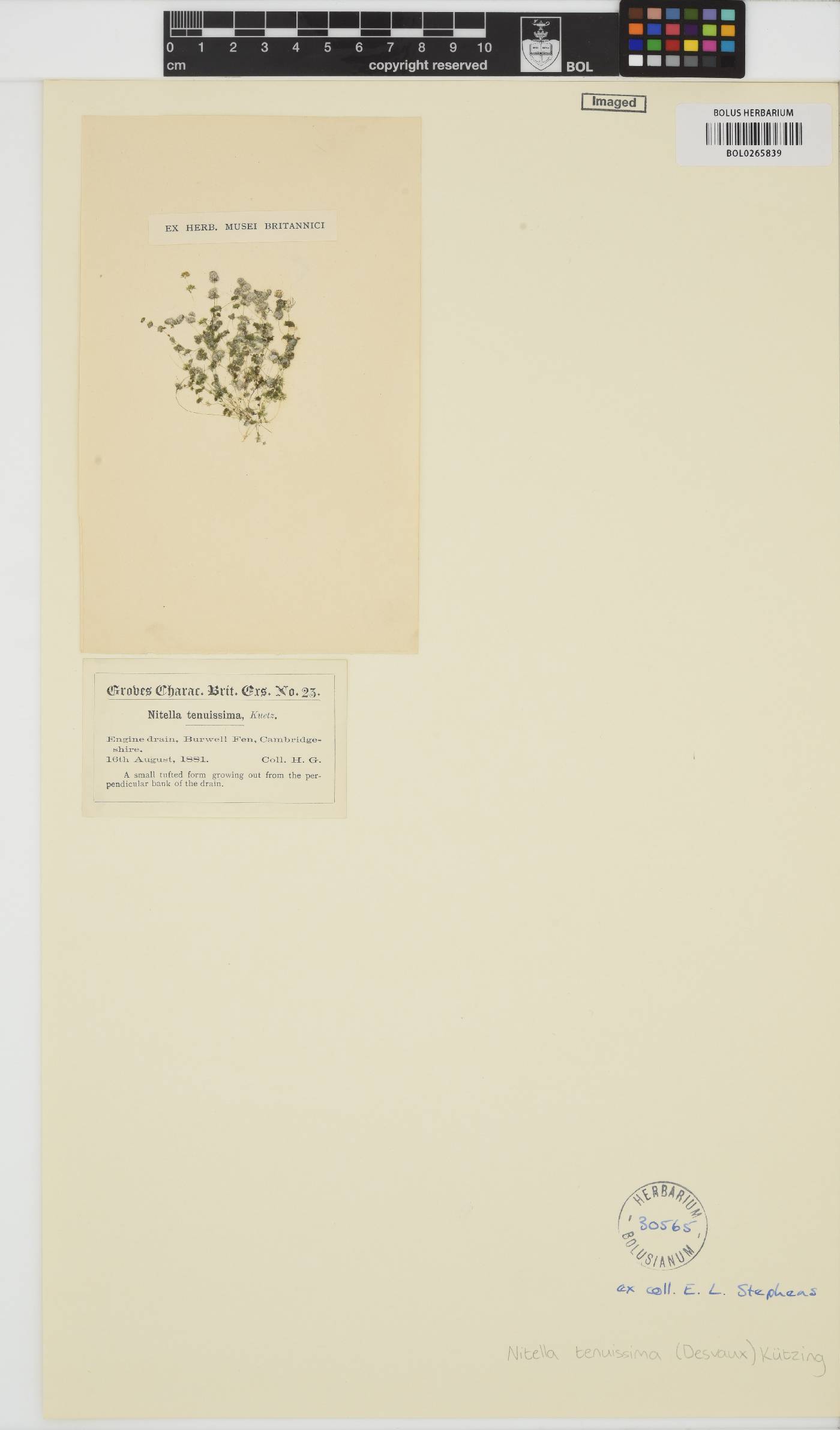 Nitella tenuissima image