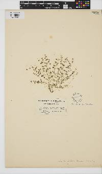Nitella tenuissima image