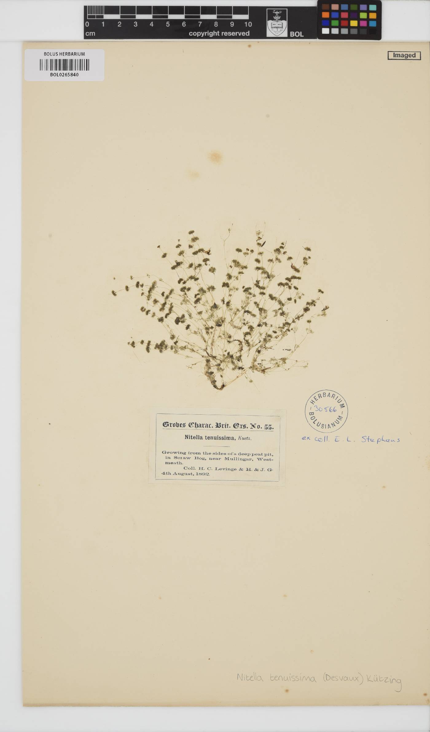 Nitella tenuissima image